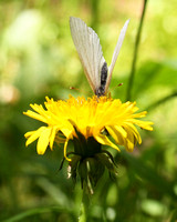 West Virginia White Butterfly (Pieris virginiensis)