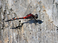 Hudsonian Whiteface Dragonfly (Leucorrhinia hudsonica), male