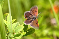 Bog Copper (Lycaena epixanthe) aka Cranberry Copper in flight