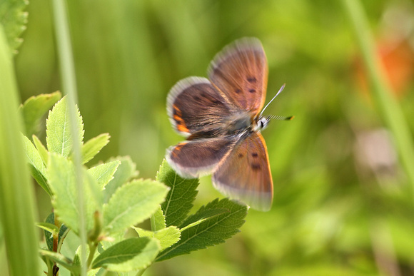 Bog Copper (Lycaena epixanthe) aka Cranberry Copper in flight