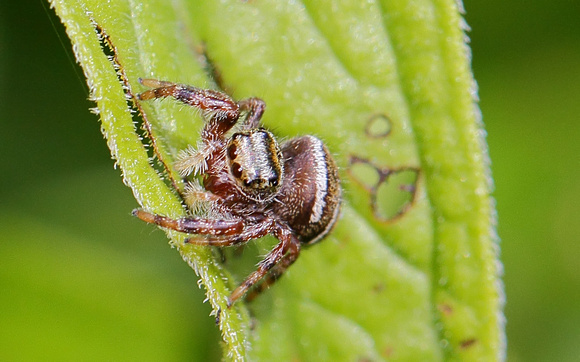 Jumping Spider (Phidippus clarus)