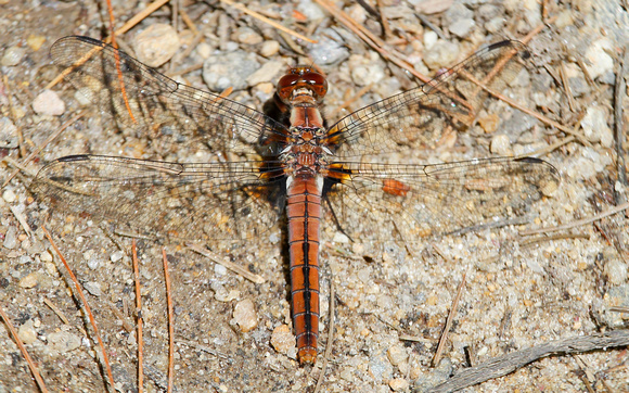 Chalk-fronted Corporal Dragonfly (Libellula (Ladona) julia), female
