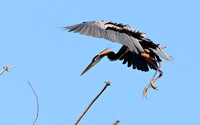 Great Blue Heron Flight Sequence
