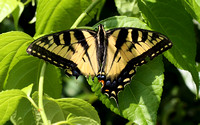 Eastern Tiger Swallowtail (Papilio glaucus), lucky to be alive & still beautiful