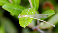 Sphagnum Sprite (Nehalennia gracilis) Damselfly, female, immature