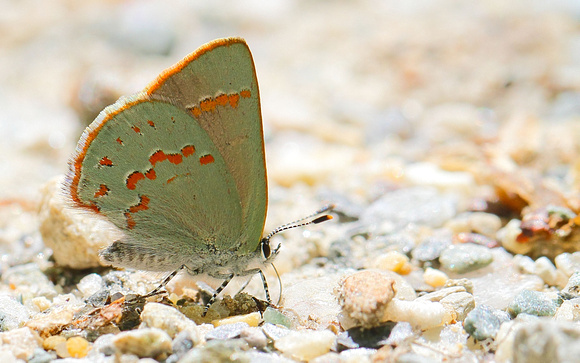 Early Hairstreak (Erora laeta), backlit, spotted by Greg and Bruce
