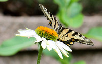 Eastern/Canadian Hybrid Tiger Swallowtail (Papilio canadensis)