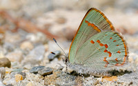 Early Hairstreak (Erora laeta), backlit, spotted by Greg and Bruce