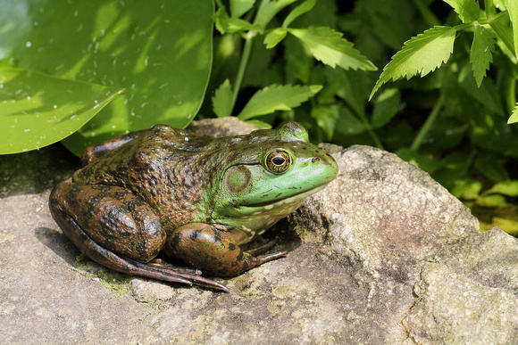 American Bullfrog (Rana catesbeiana)