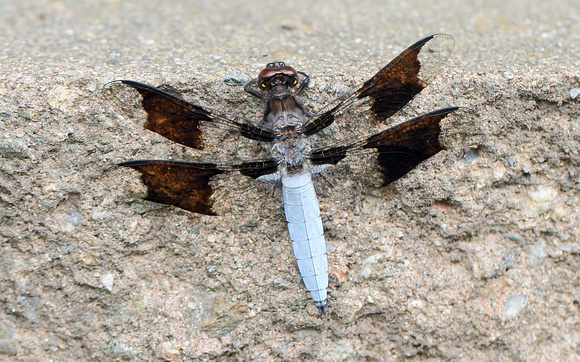 Common Whitetail (Libellula lydia) Dragonfly, male