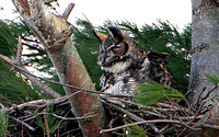 Great Horned Owl ... also known as "Tiger Owl"