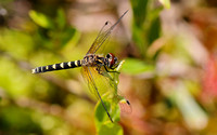 Elfin Skimmer (Nannothemis bella) Dragonfly, female
