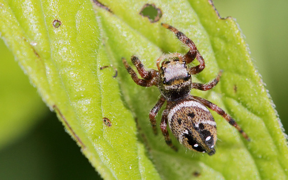 Jumping Spider (Phidippus clarus)
