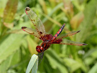Calico Pennant (Celithemis elisa) Dragonfly, male