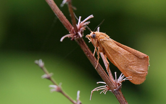 Rusty Holomelina Moth (Virbia ferruginosa)