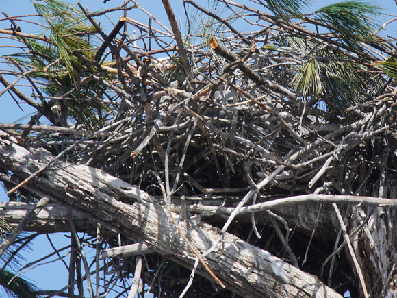 Closest Nest Digiscoped at 1,200mm (2,400mm with DMC-G1 Crop Factor)