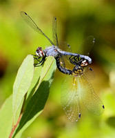 Elfin Skimmer (Nannothemis bella) Dragonfly, pair mating