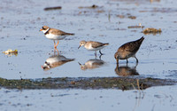 Semipalmated Plover, Least Sandpiper & Short-billed Dowitcher