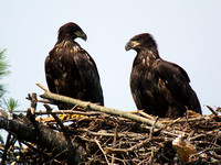 Bald Eagle, male on the left, female on the right.