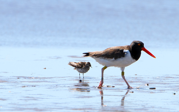 American Oystercatcher with Least Sandpiper