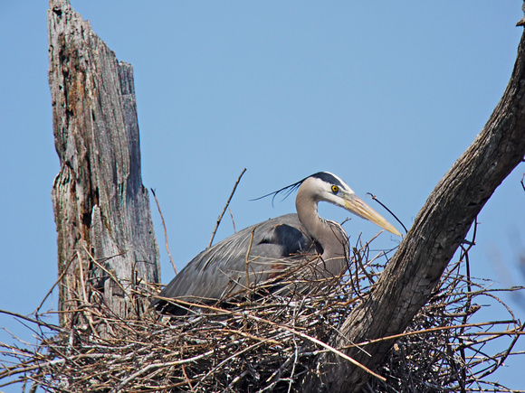 Medium Distance Nest #1 at Digiscoped at 1,200mm (2,400mm with DMC-G1 Crop Factor)