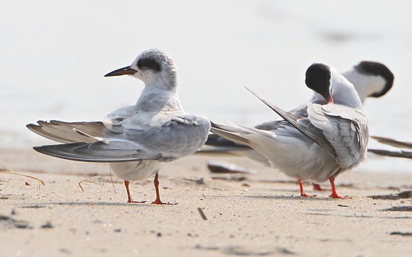 Forster's Tern (left) with Common Terns