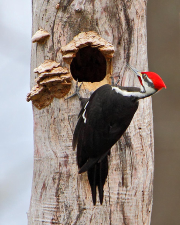 Male Pileated Woodpecker at Nest Hole