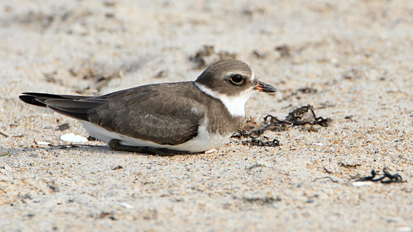 Juvenile Semipalmated Plover