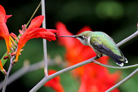 Ruby-throated Hummingbird on Crocosmia
