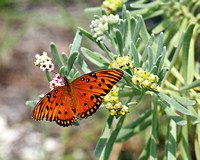 Gulf Fritillary (Butterfly)