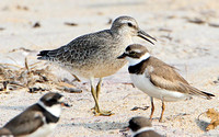 Red Knot with Semipalmated Plovers