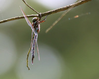 Darner Species Dragonfly
