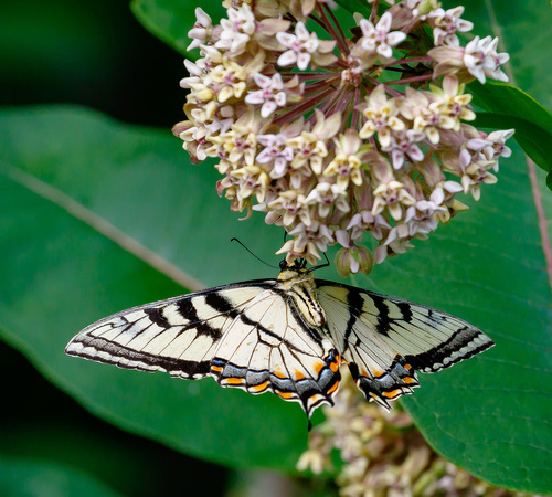 Butterfly #1: Appalachian Tiger Swallowtail (Papilio appalachiensis)?