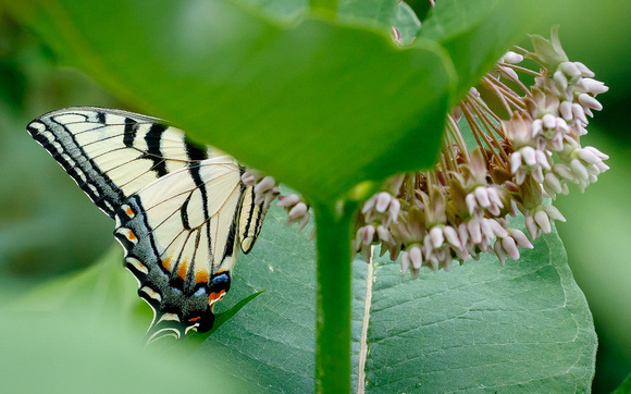 Butterfly #2 Appalachian Tiger Swallowtail (Papilio appalachiensis)?