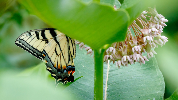 Butterfly #2 Appalachian Tiger Swallowtail (Papilio appalachiensis)?
