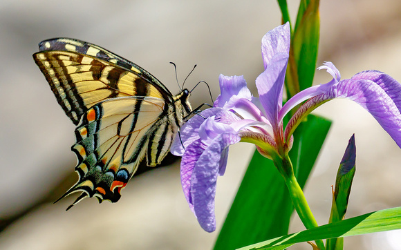 Possible Appalachian Tiger Swallowtail (Papilio appalachiensis) on Water Iris