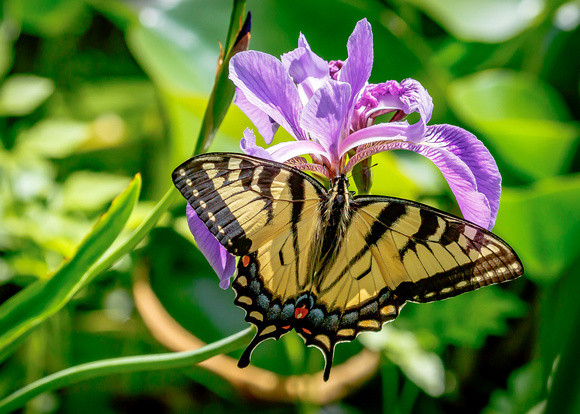 Possible Appalachian Tiger Swallowtail (Papilio appalachiensis) on Water Iris