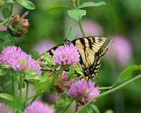 Tiger Swallowtail sp.