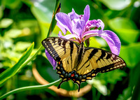 Hybrid Eastern/Canadian Tiger Swallowtail (Papilio glaucus x canadensis)