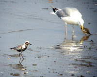 Black-bellied Plover with a Herring Gull