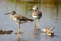 Greater Yellowlegs with White-rumped Sandpipers