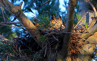 Great Horned Owl Nest
