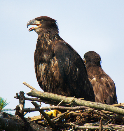 Bald Eagle, female on the left, male on the right.