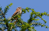 Savannah or Song Sparrow?