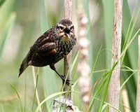 Juvenile Male Red-winged Blackbird