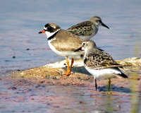 Semipalmated Plover with Semipalmated Sandpipers