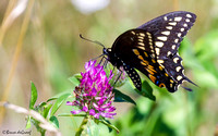 Black Swallowtail (Papilio polyxenes), male