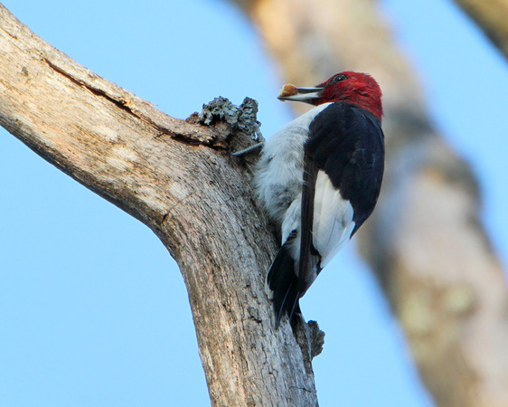 Red-headed Woodpecker