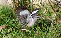 Displaying Northern Mockingbird