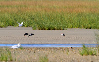 Common Tern flies over a family of American Oystercatchers